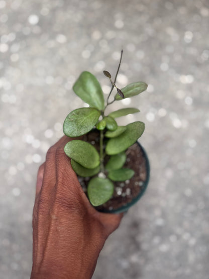 Hoya Silver Lady