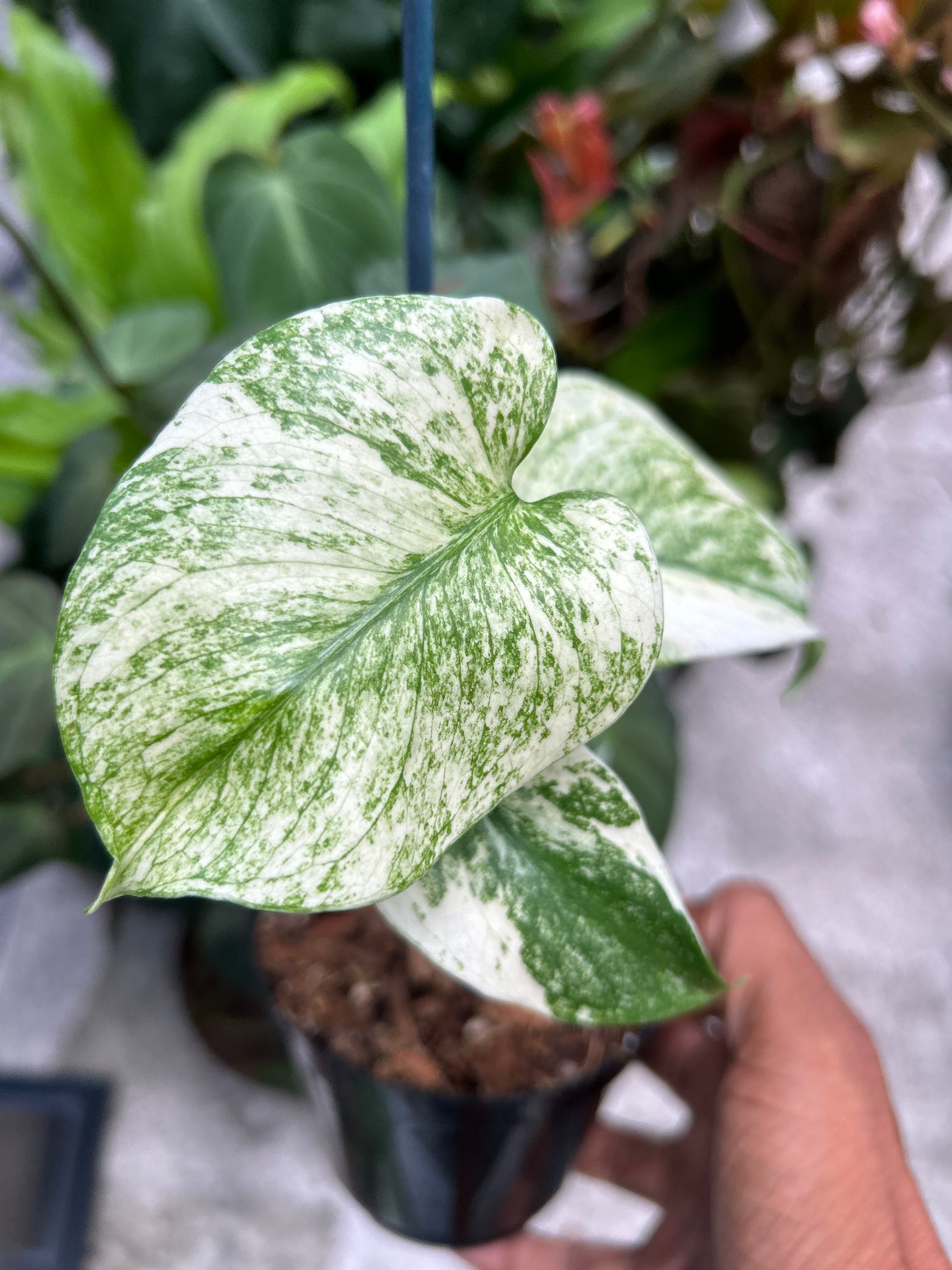 buy white monstera Monstera White Monster – Prop & Grow Plant Shop