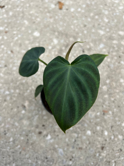 Philodendron 'Verrucosum'