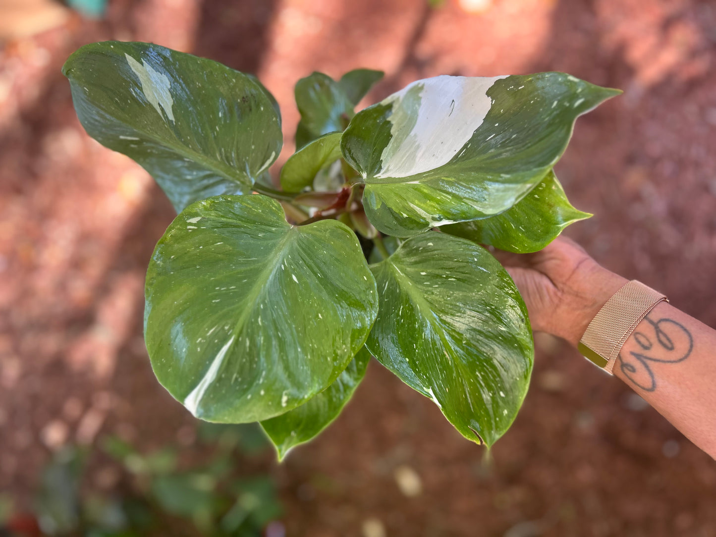 Philodendron White Knight