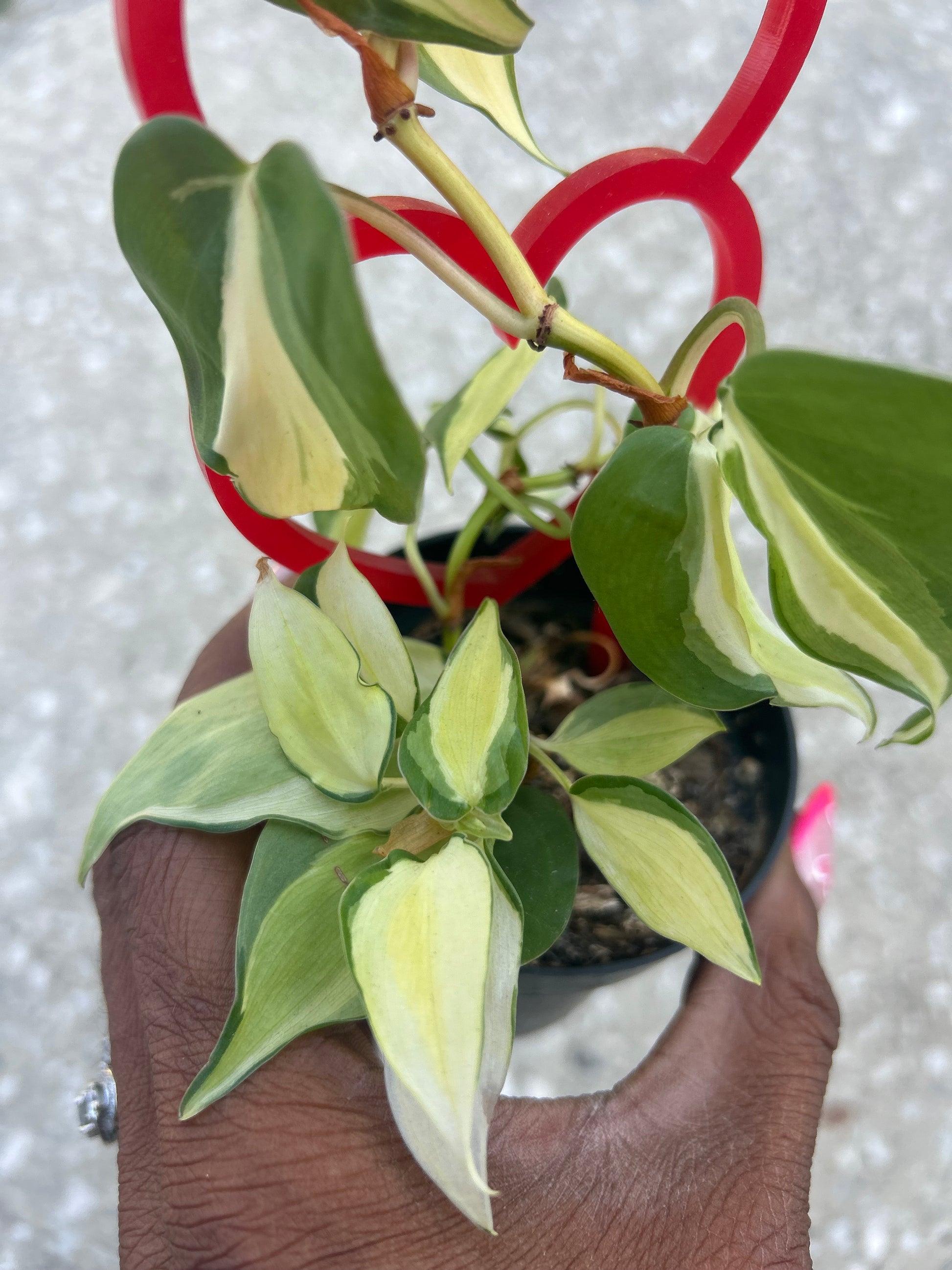philodendron gabby cutting Philodendron 'Gabby' – Prop & Grow Plant Shop
