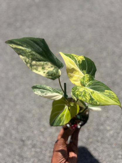 Philodendron Gloriosum Galaxy