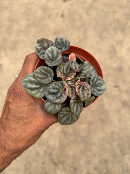 Peperomia Abrico