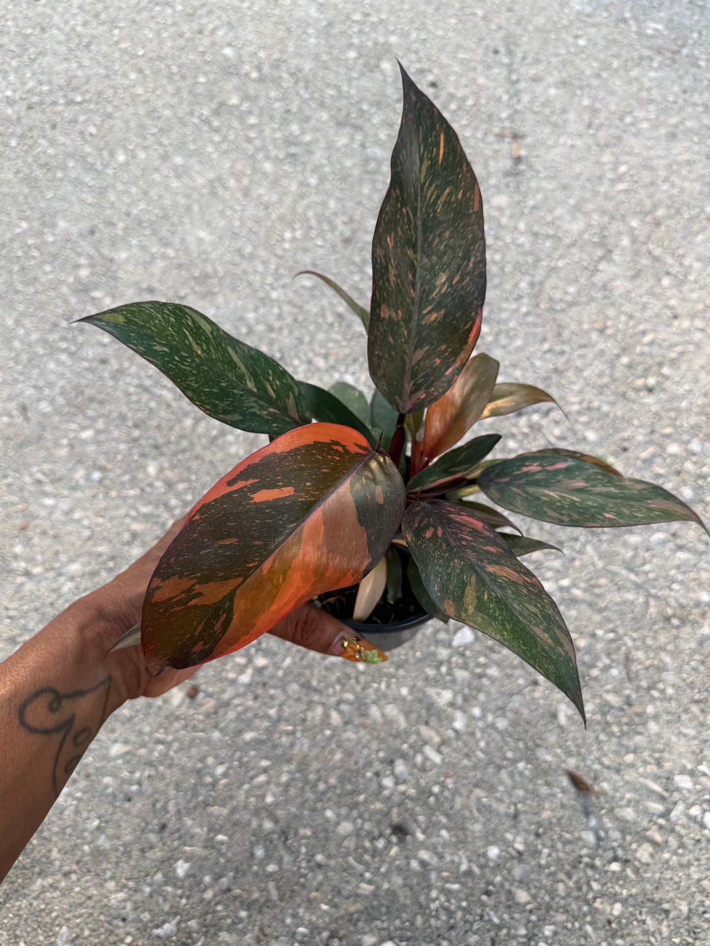 Philodendron Orange Princess Marble