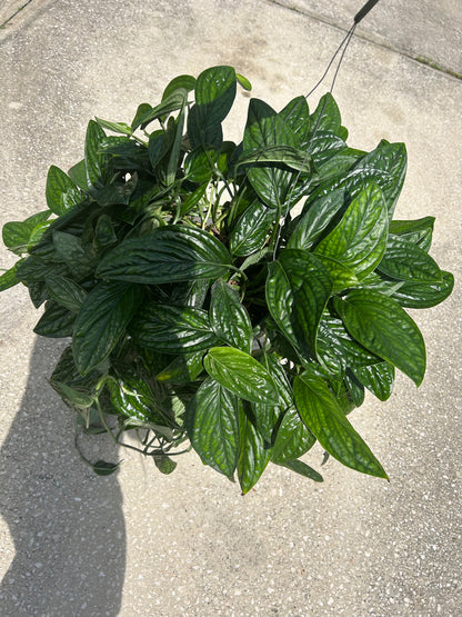 Monstera 'Peru'