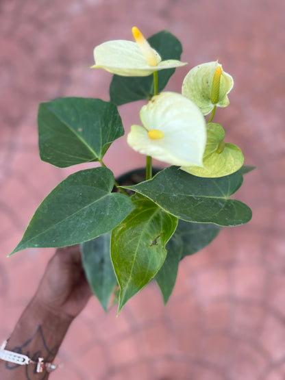 Anthurium 'Vanilla'