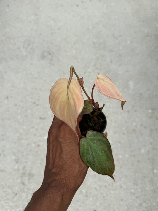 Philodendron Micans Pink Mint