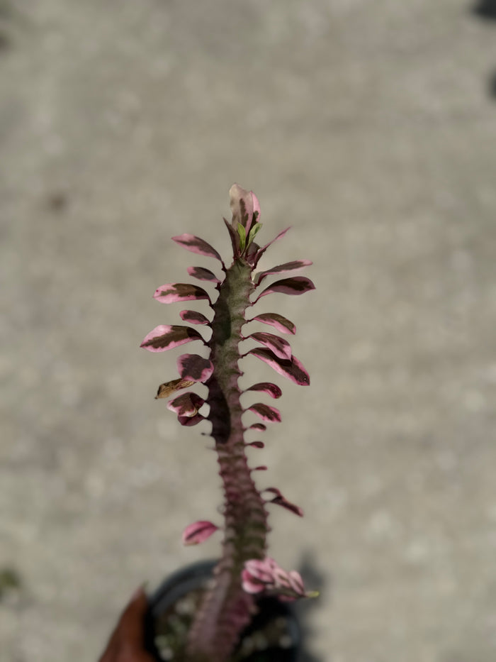Euphorbia 'Trigona Royal Red'