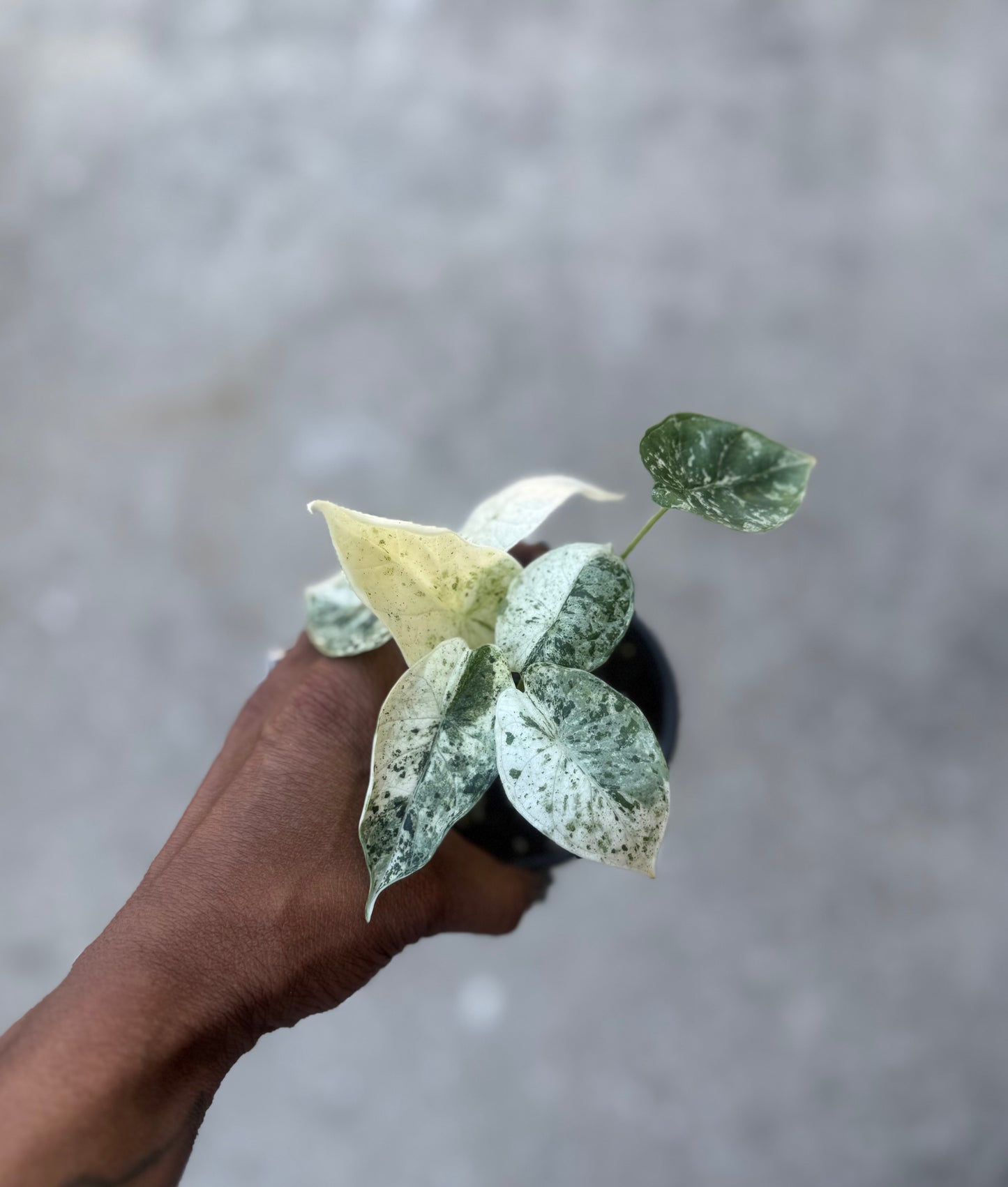 Alocasia Baginda Dragon Scale Variegated Mint