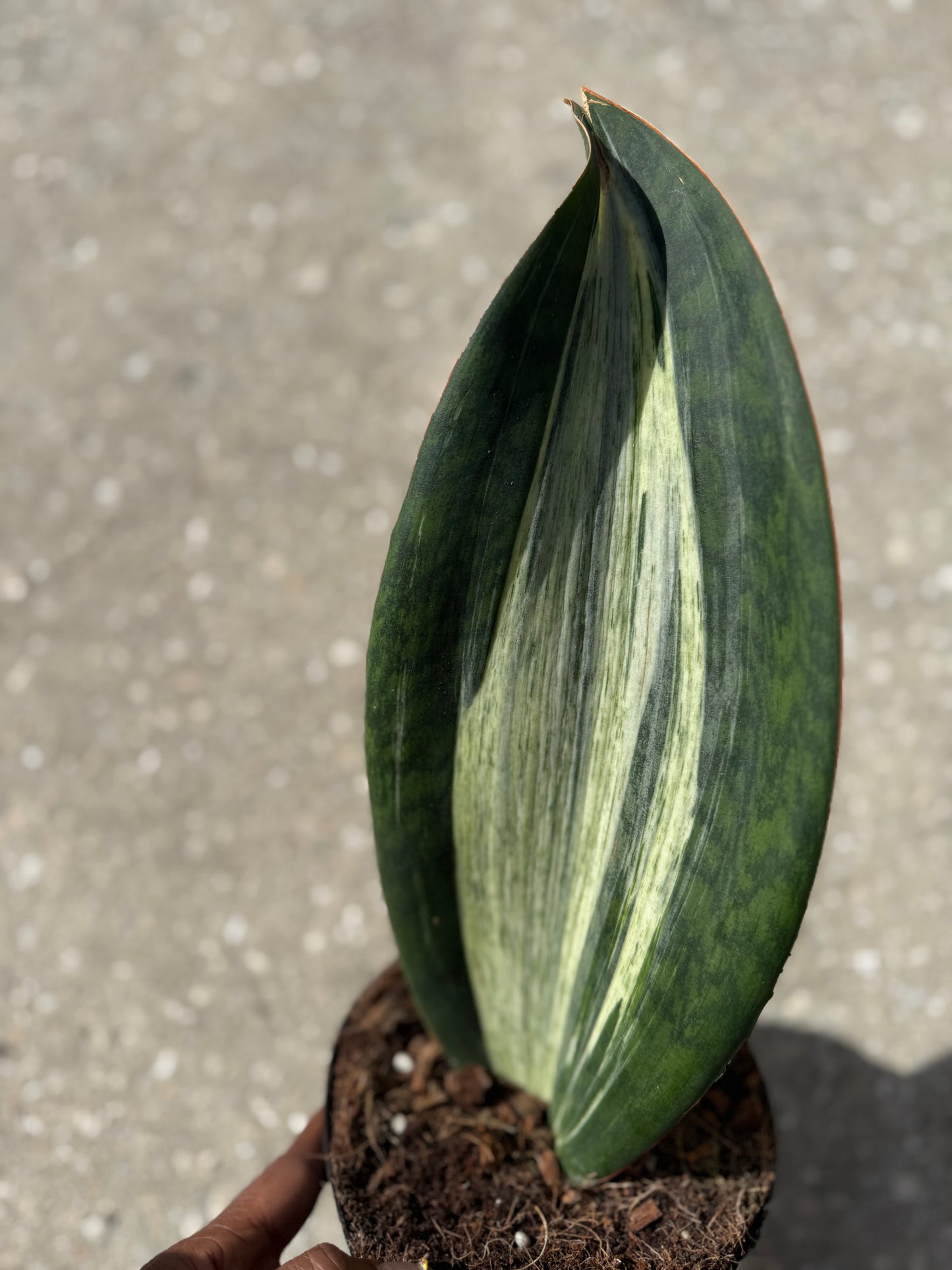Sanseveria ‘Whale Fin’ variegated white