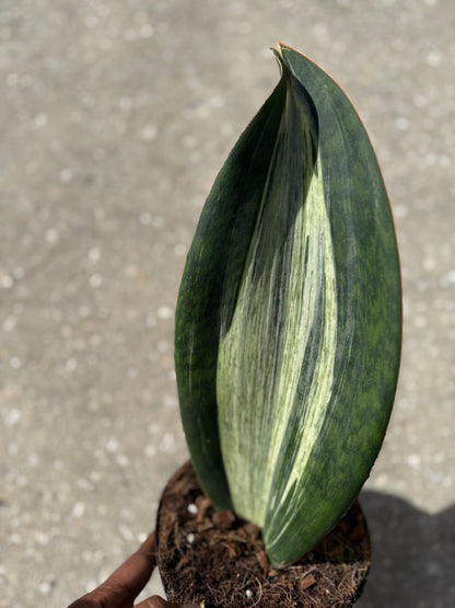 Sansevieria 'Whale Fin' Variegated White