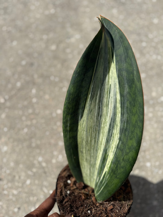Sanseveria ‘Whale Fin’ variegated white