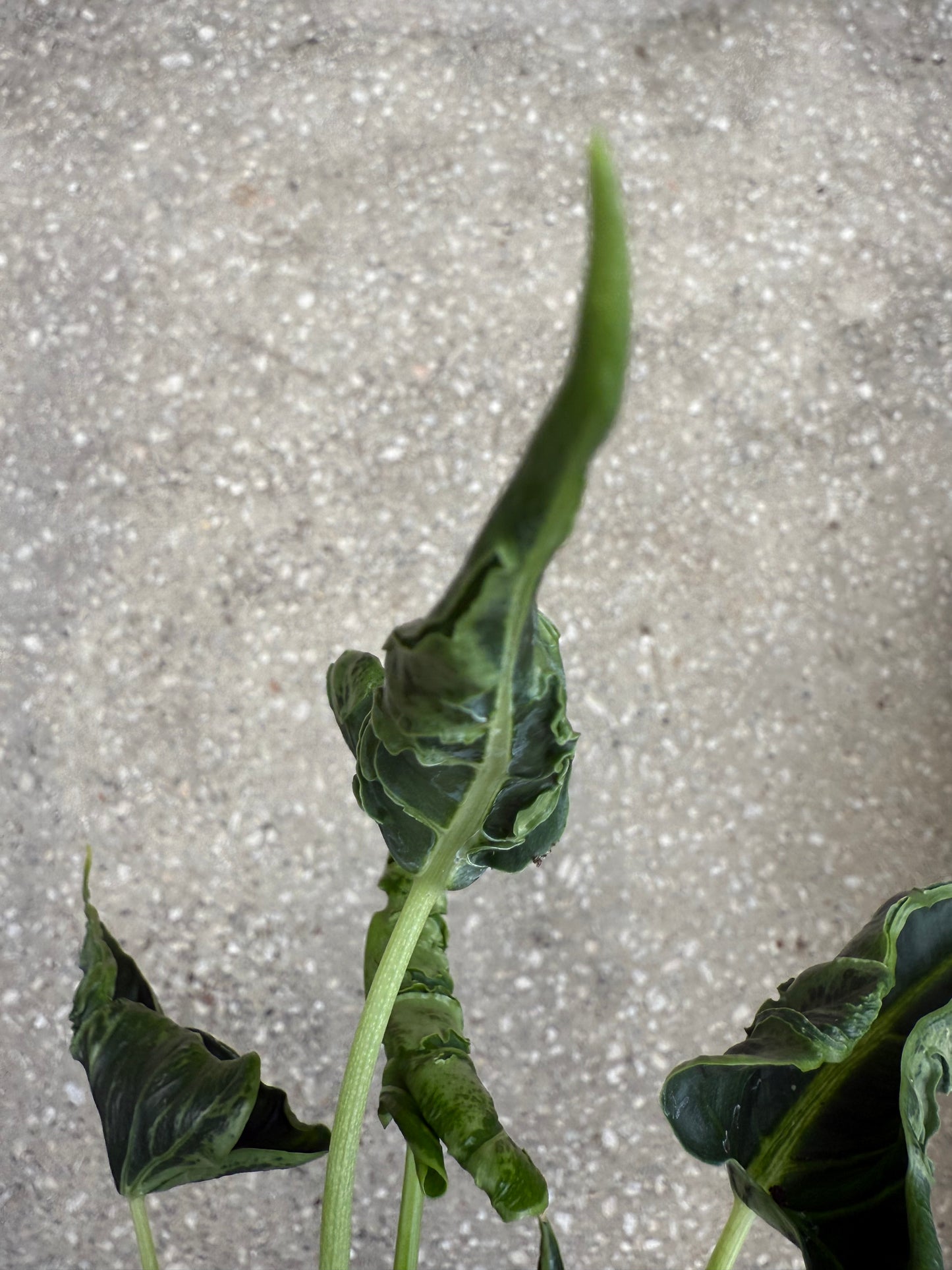 Alocasia Green Velvet Frydek Mutation