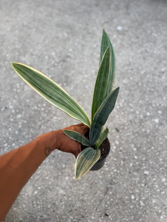 Sansevieria ‘Sayuri’
