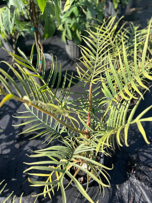 Philodendron Tortum