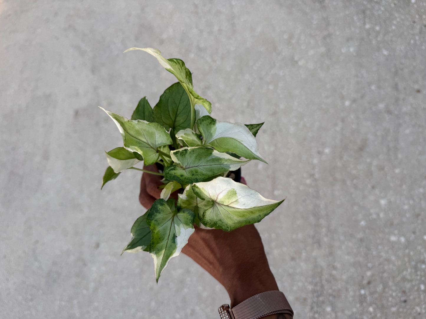 Syngonium White Princess