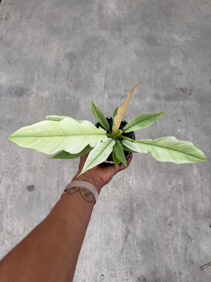 Philodendron Ring of Fire Mint