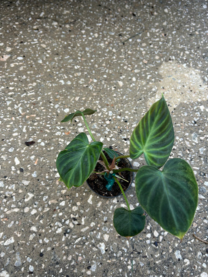 Philodendron 'Verrucosum'