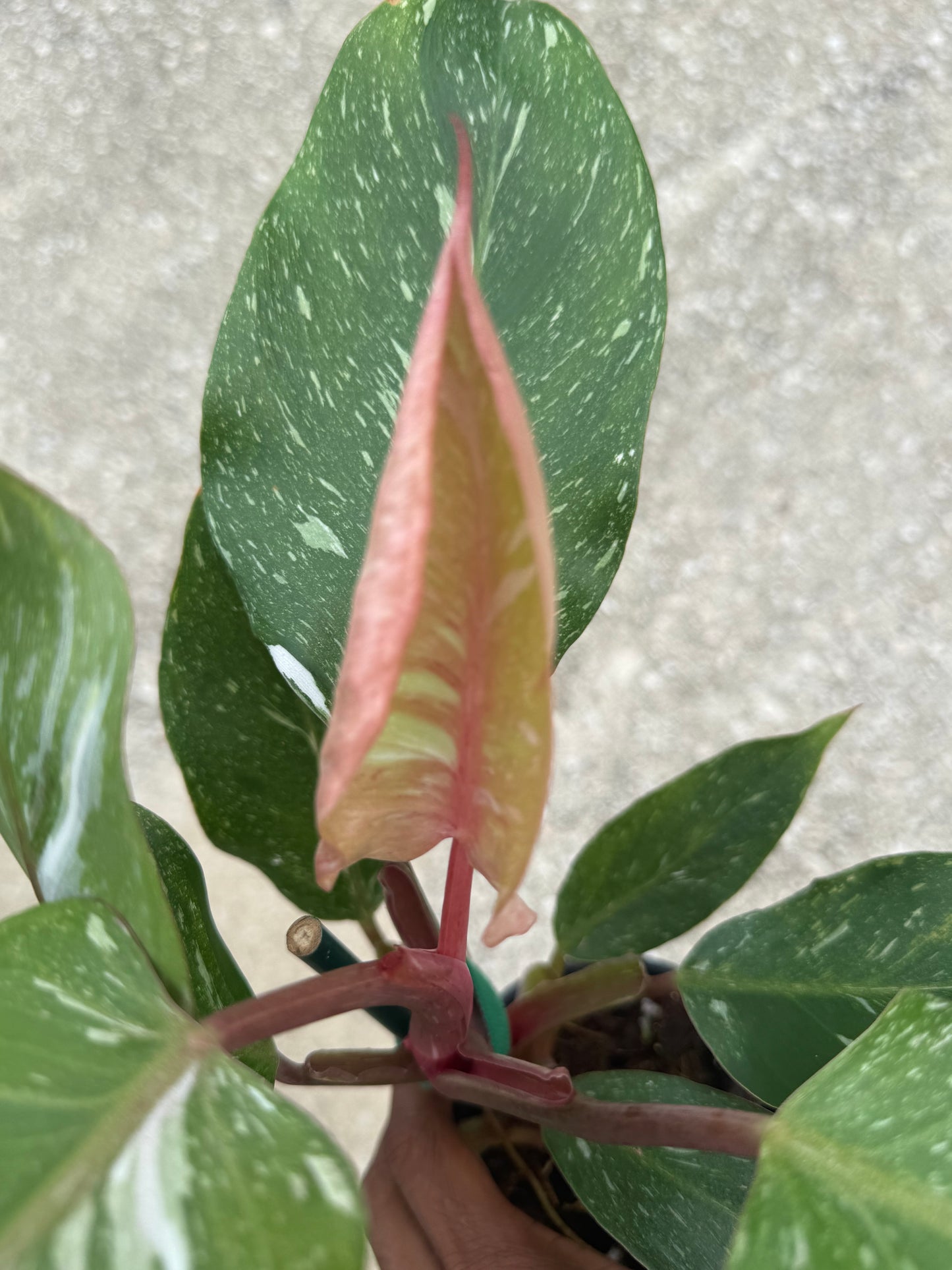 Philodendron 'White Knight' Marble King