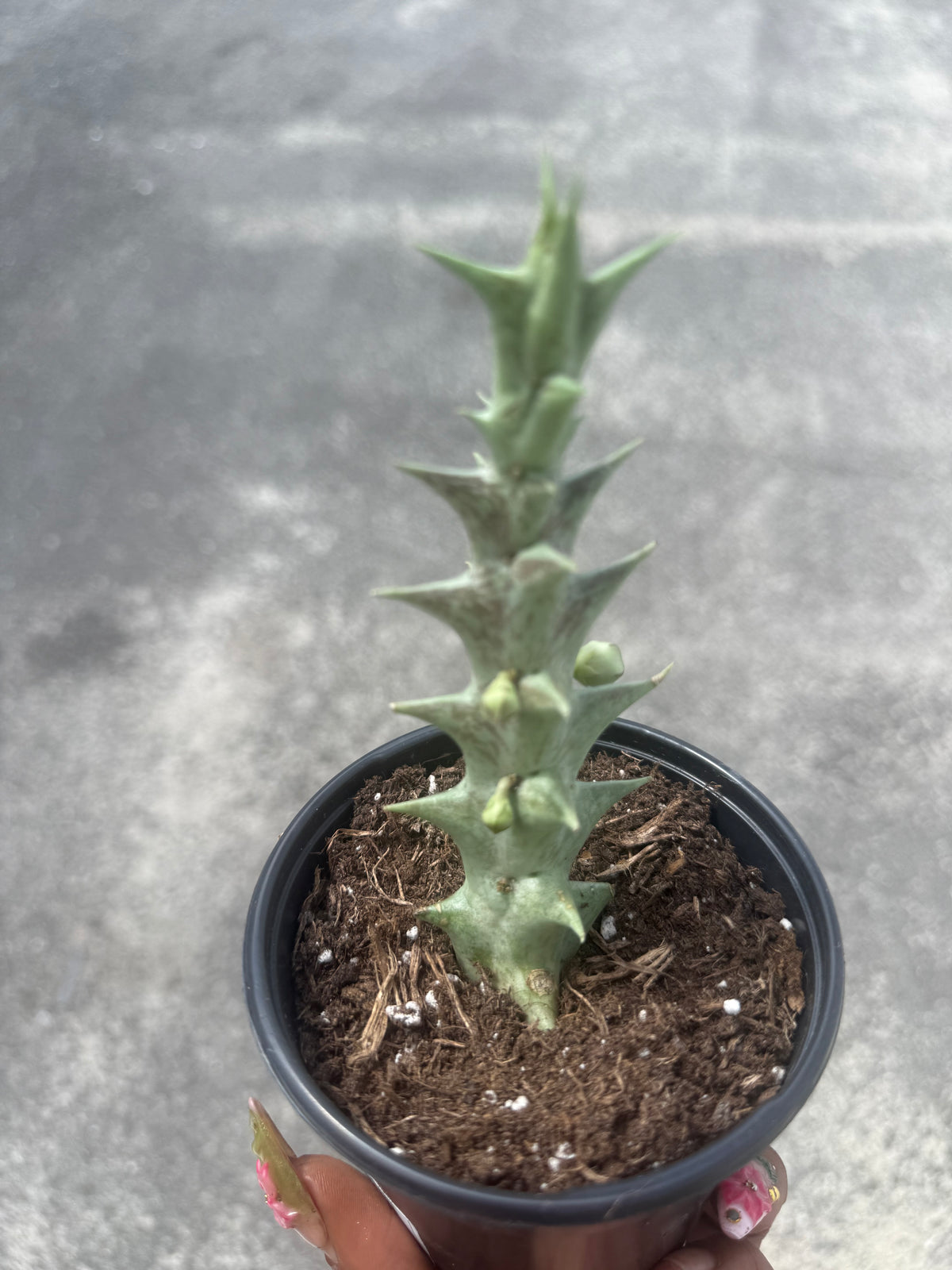 Caralluma hesperidum
