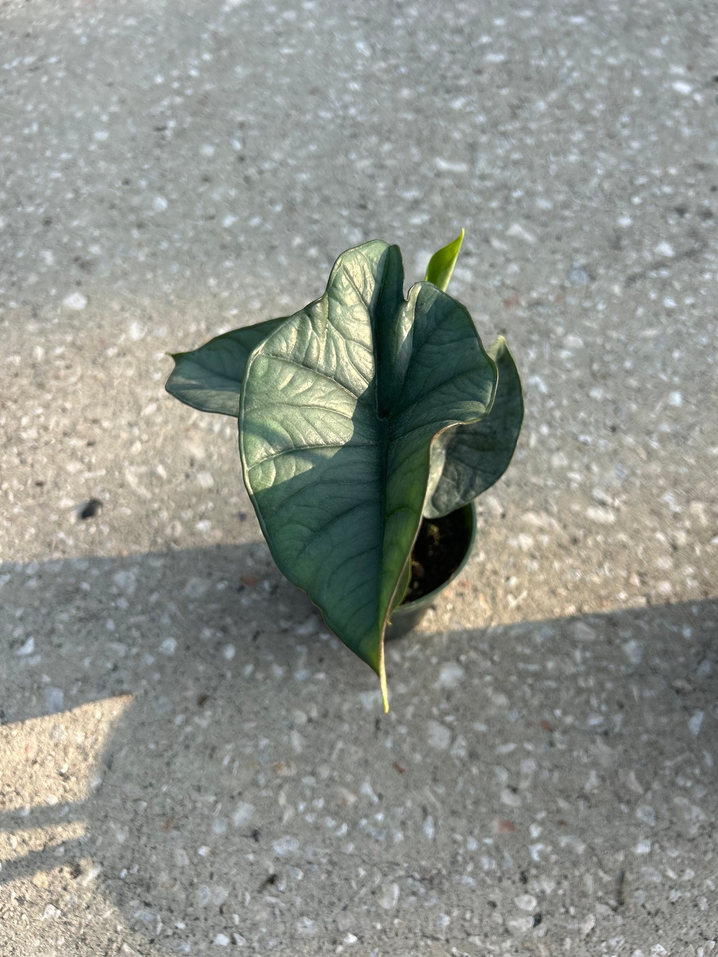 Alocasia Platinum