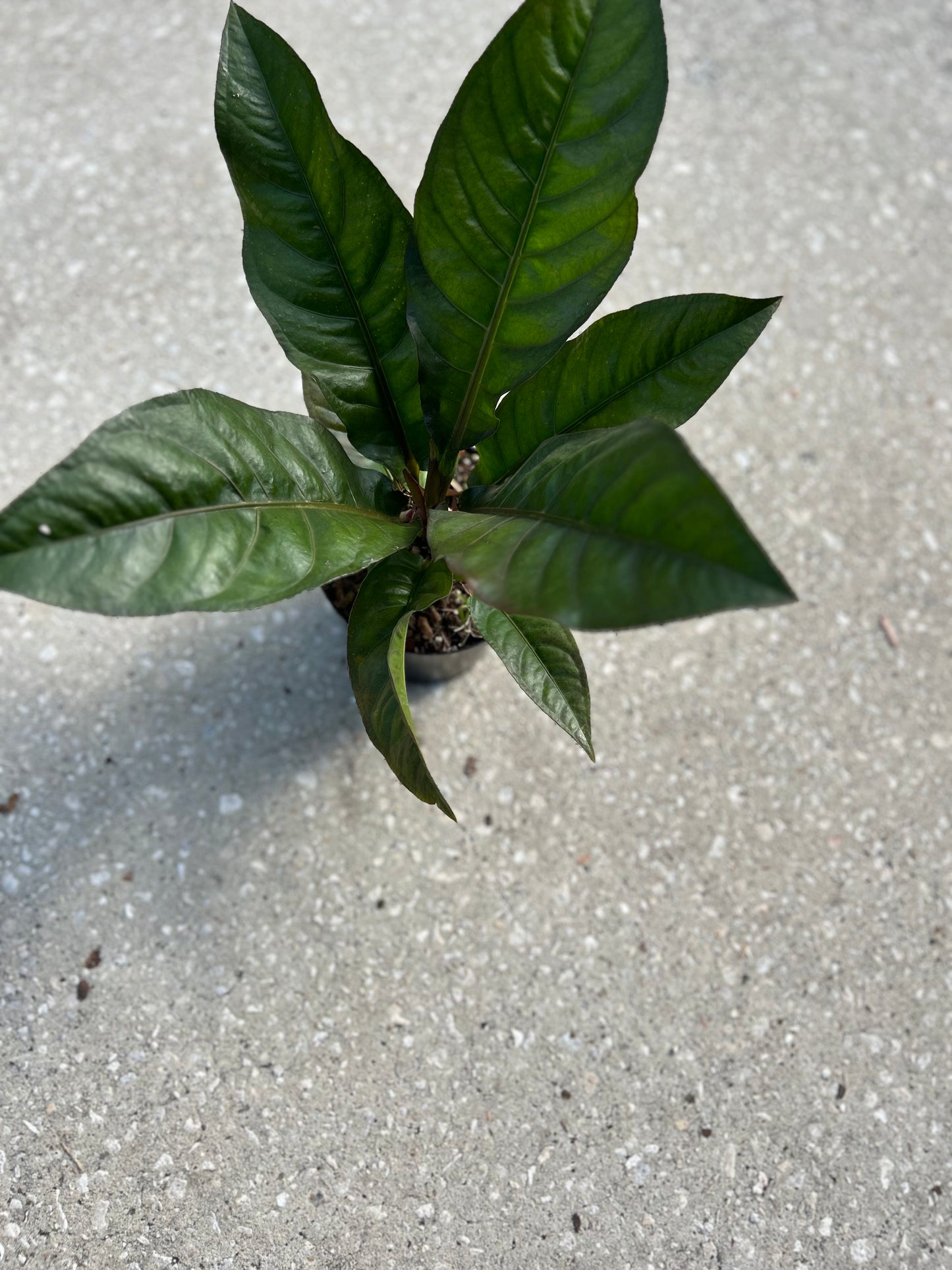 Anthurium Renaissance