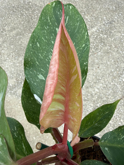 Philodendron 'White Knight' Marble King