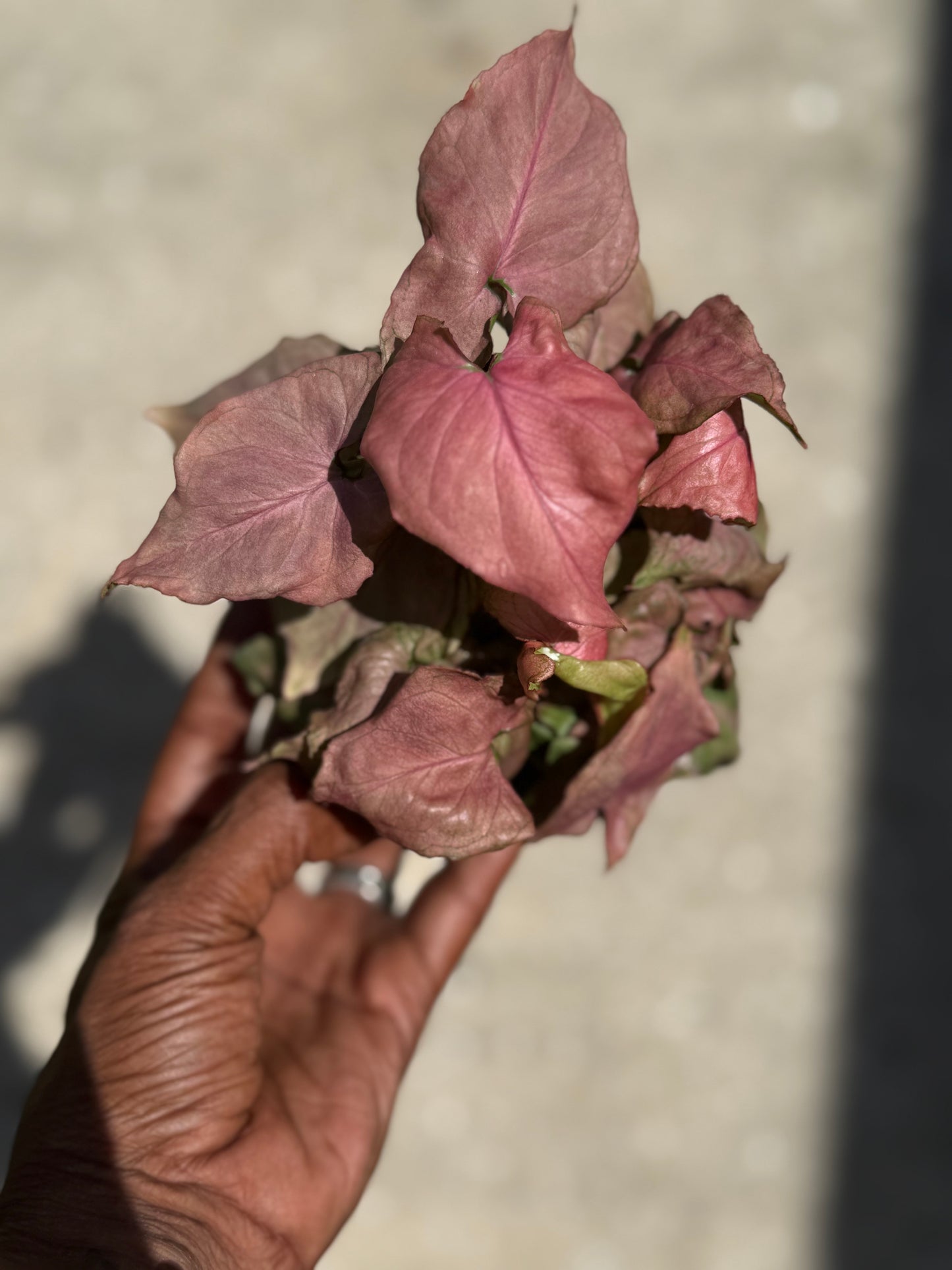 Syngonium 'Pink Perfection'