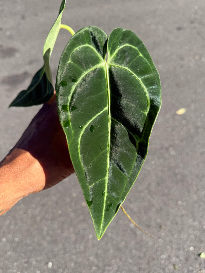 Anthurium 'Regale'