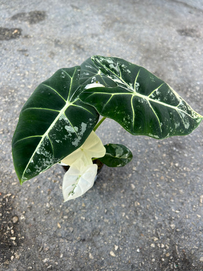 Alocasia Micholitziana “Frydek” Variegated