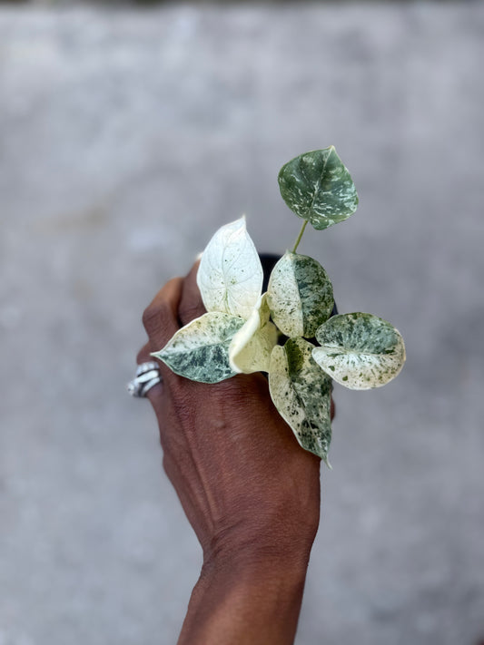 Alocasia Baginda Dragon Scale Variegated Mint
