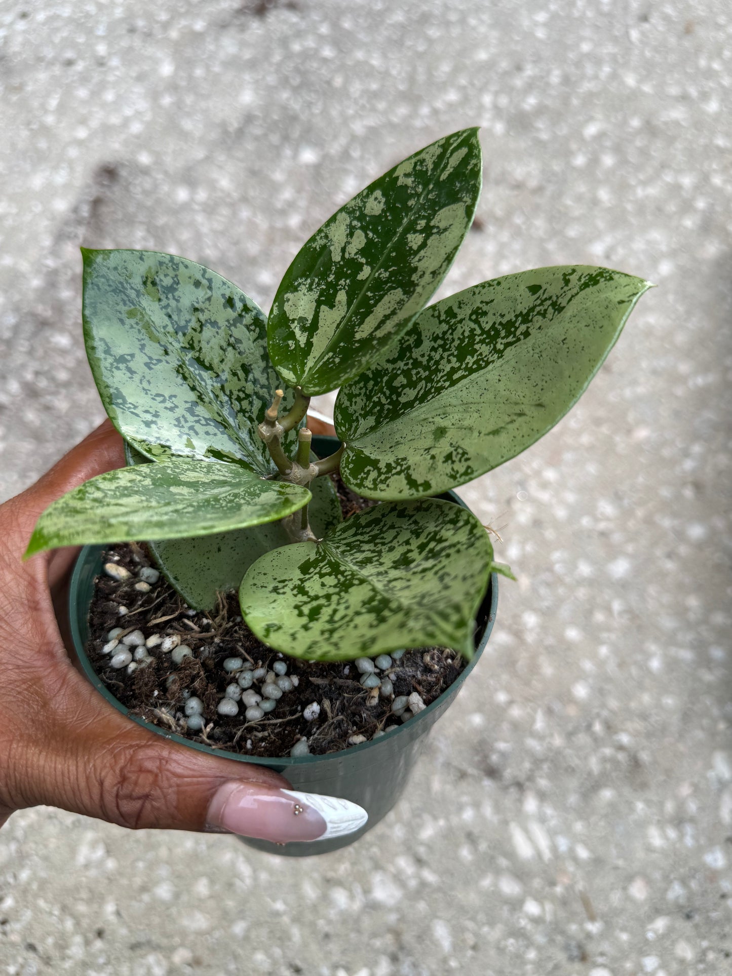 Hoya Heart Silver