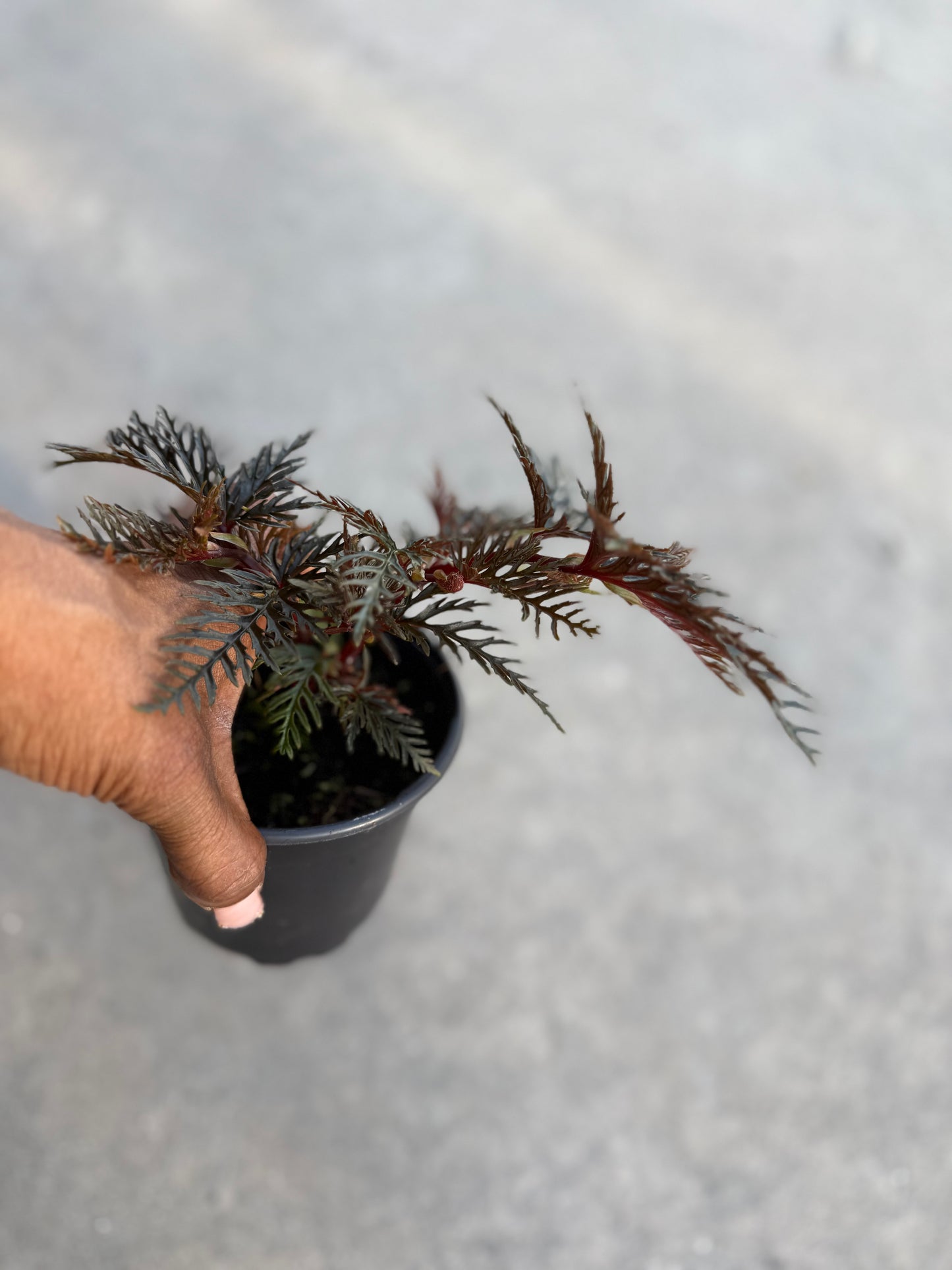 Begonia Bipinnatifida
