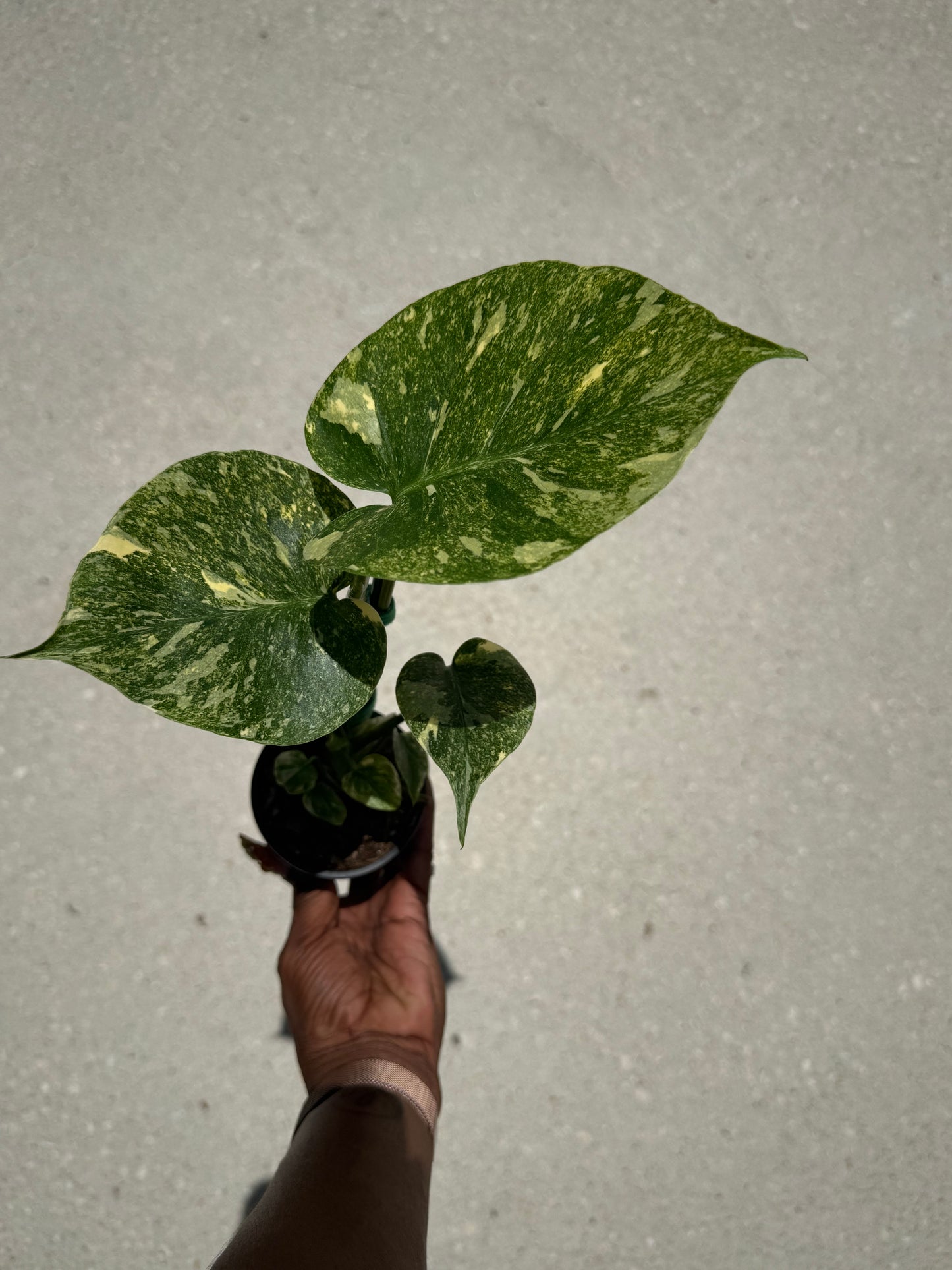 Monstera Legacy