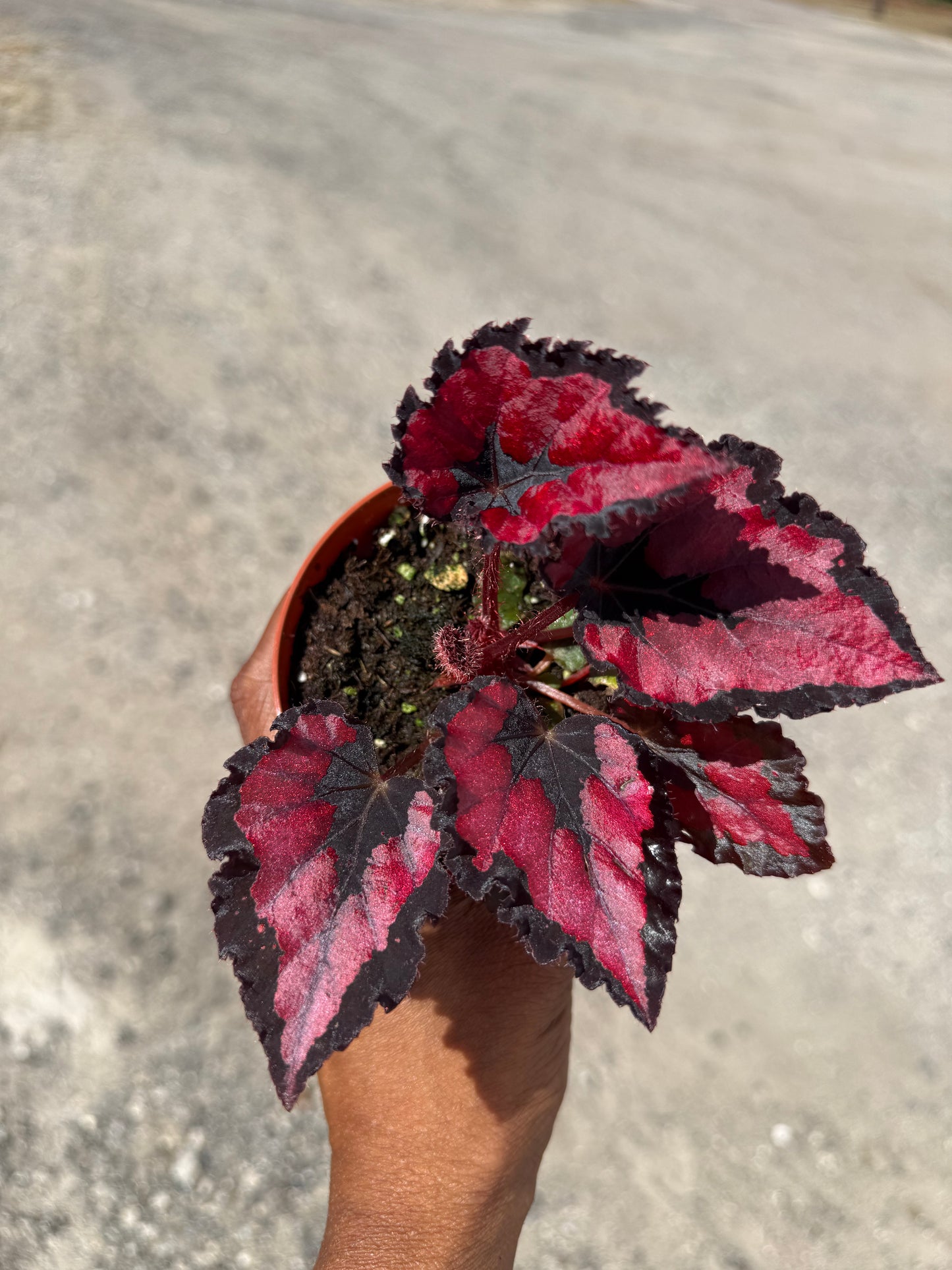Begonia Red Robin