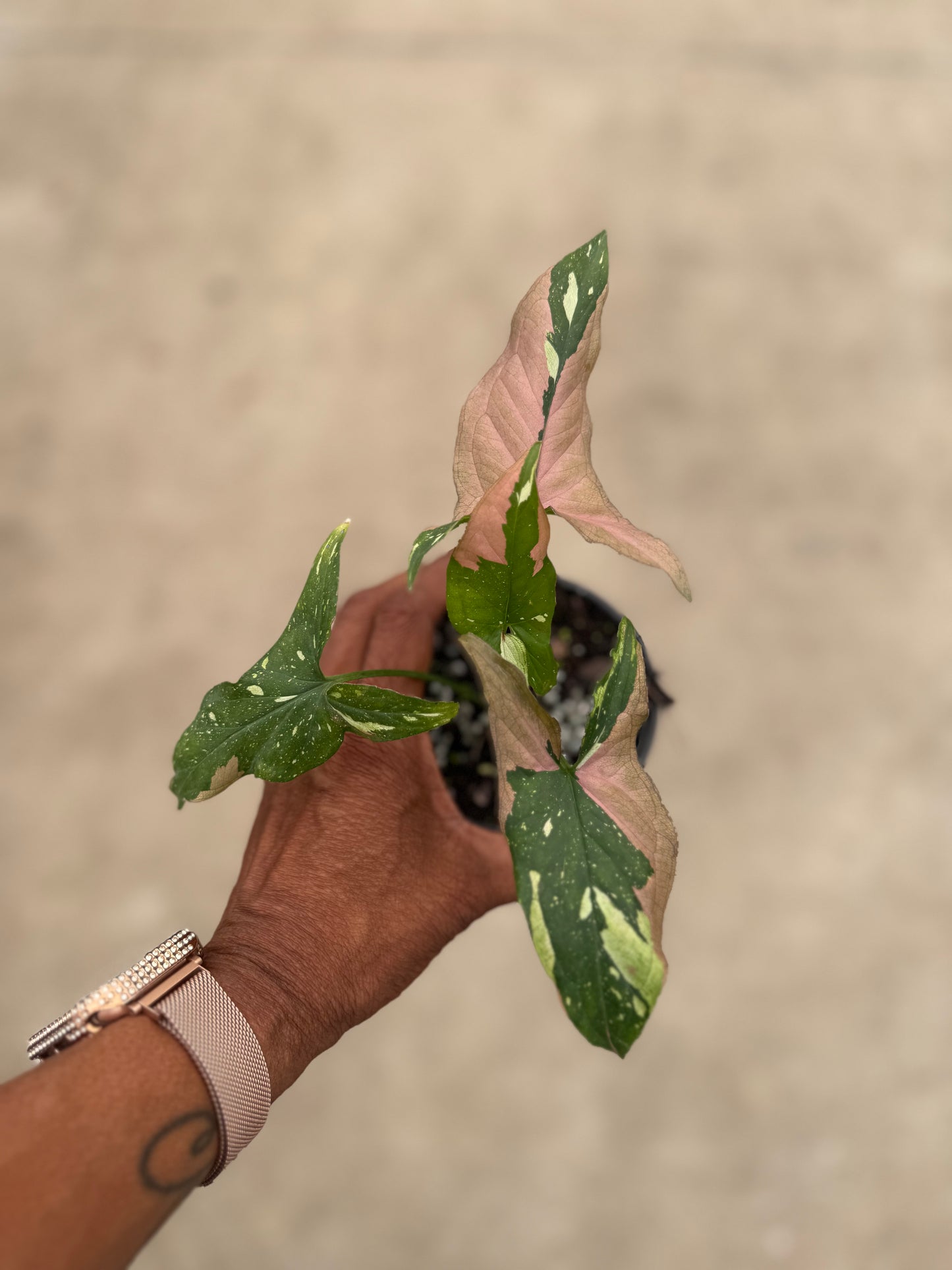 Syngonium 'Tricolor'