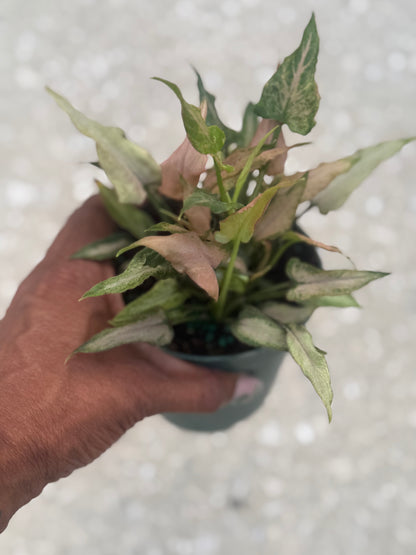 Syngonium 'Mickey'