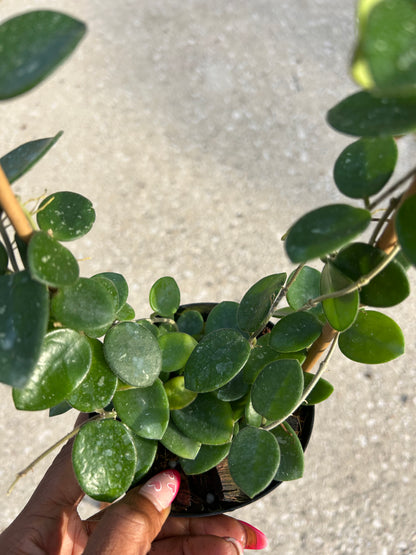 Hoya 'Mathilde Splash'