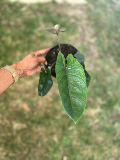 Alocasia Scalprum