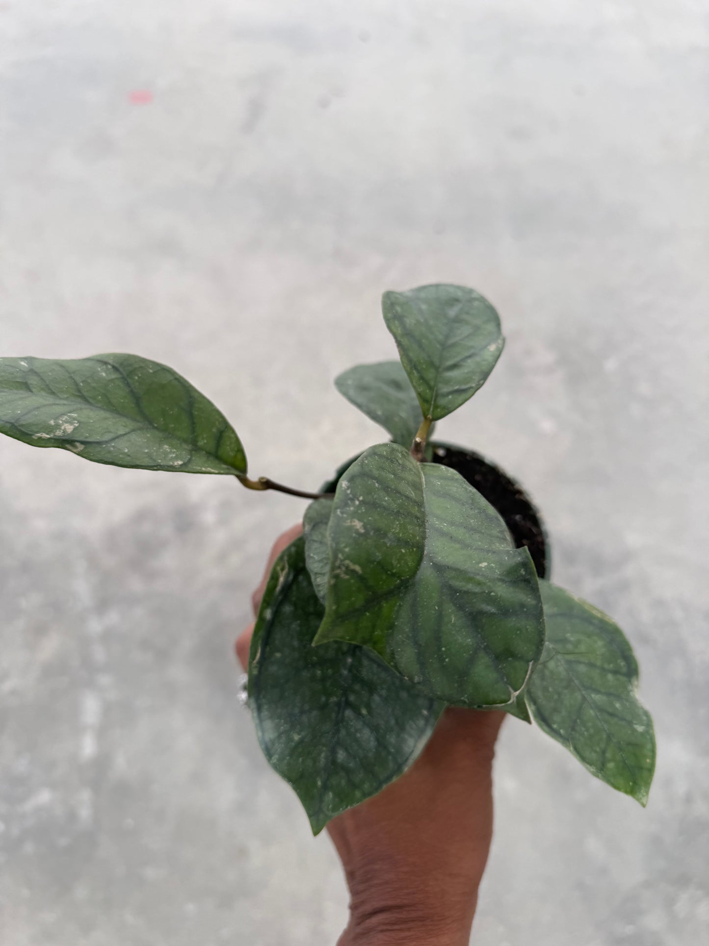 Hoya Callistophylla Vena