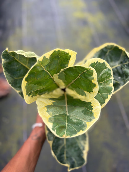 Ficus Lyrata Variegated 'Fiddle Leaf Fig'