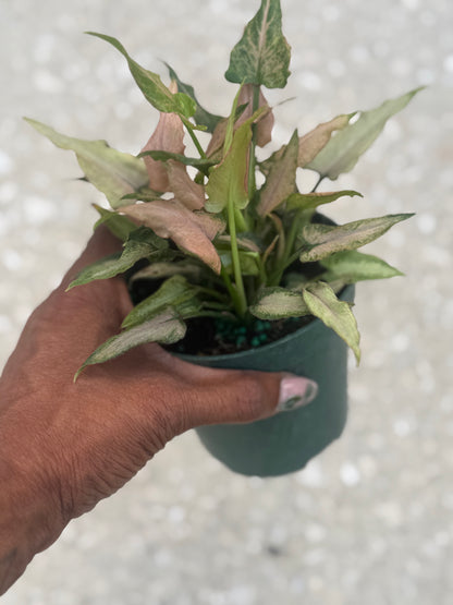 Syngonium 'Mickey'