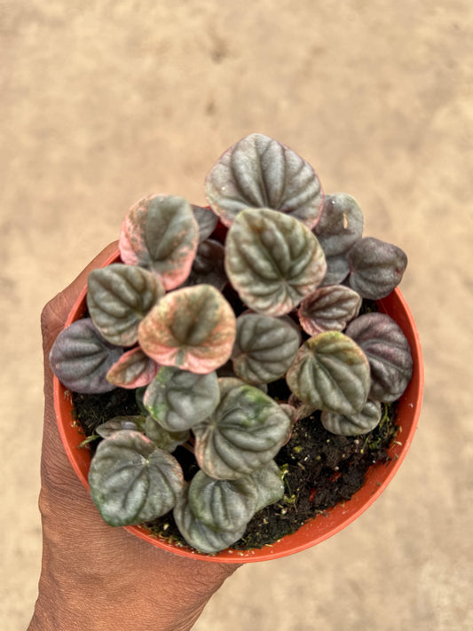 Peperomia Abrico