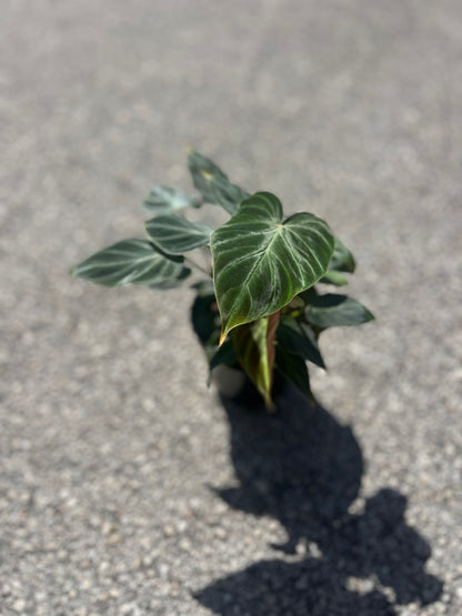 Philodendron 'Verrucosum'