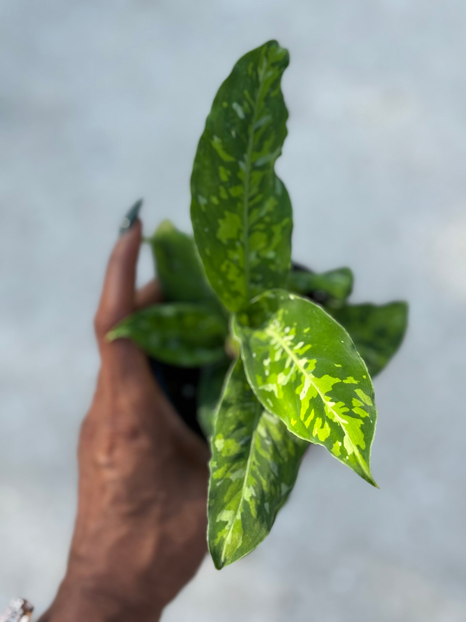 aglaonema pictum for sale Aglaonema 'Pictum Tricolor' – Prop & Grow Plant Shop