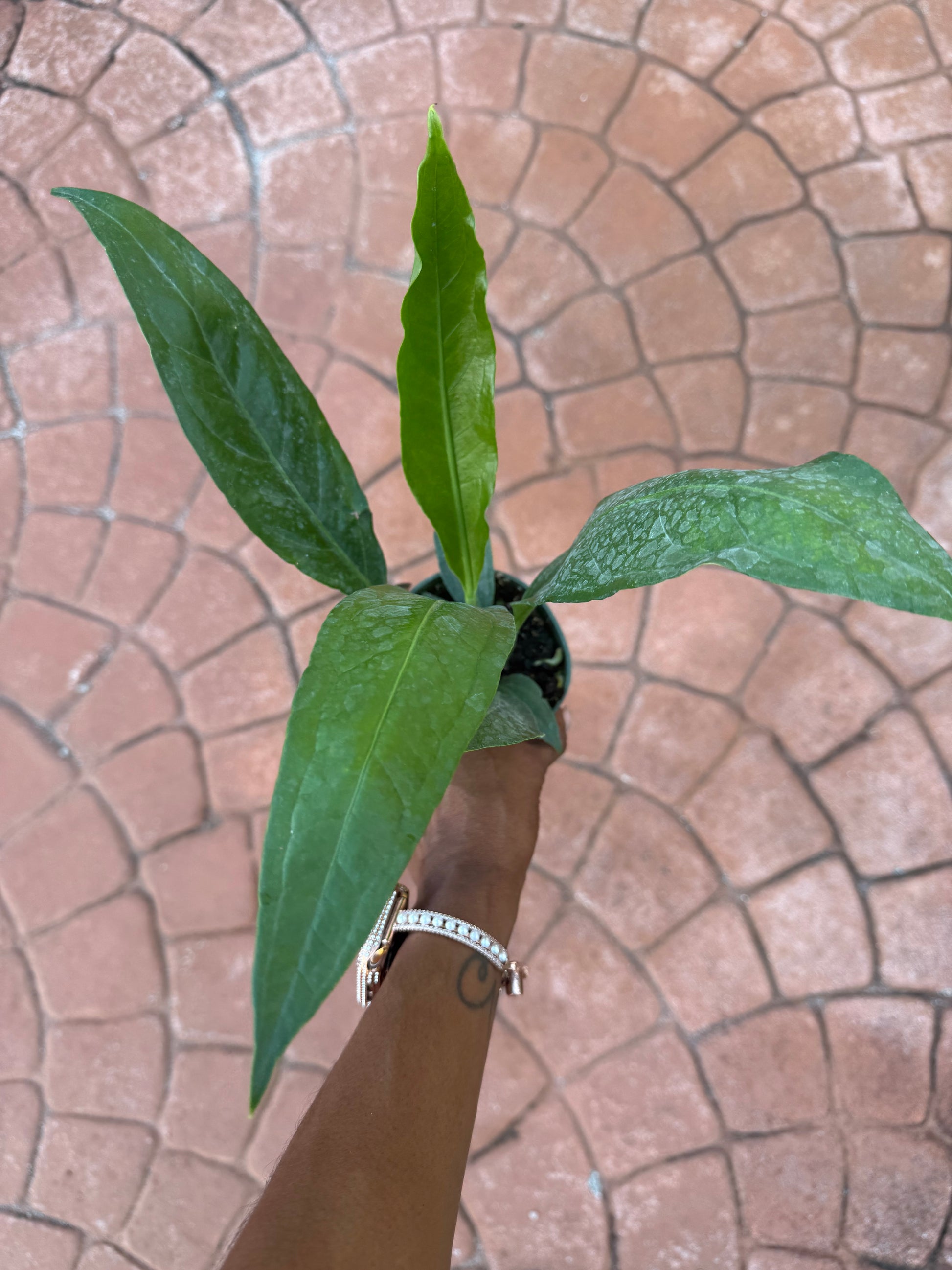 big leaf anthurium Anthurium Big Bill – Prop & Grow Plant Shop