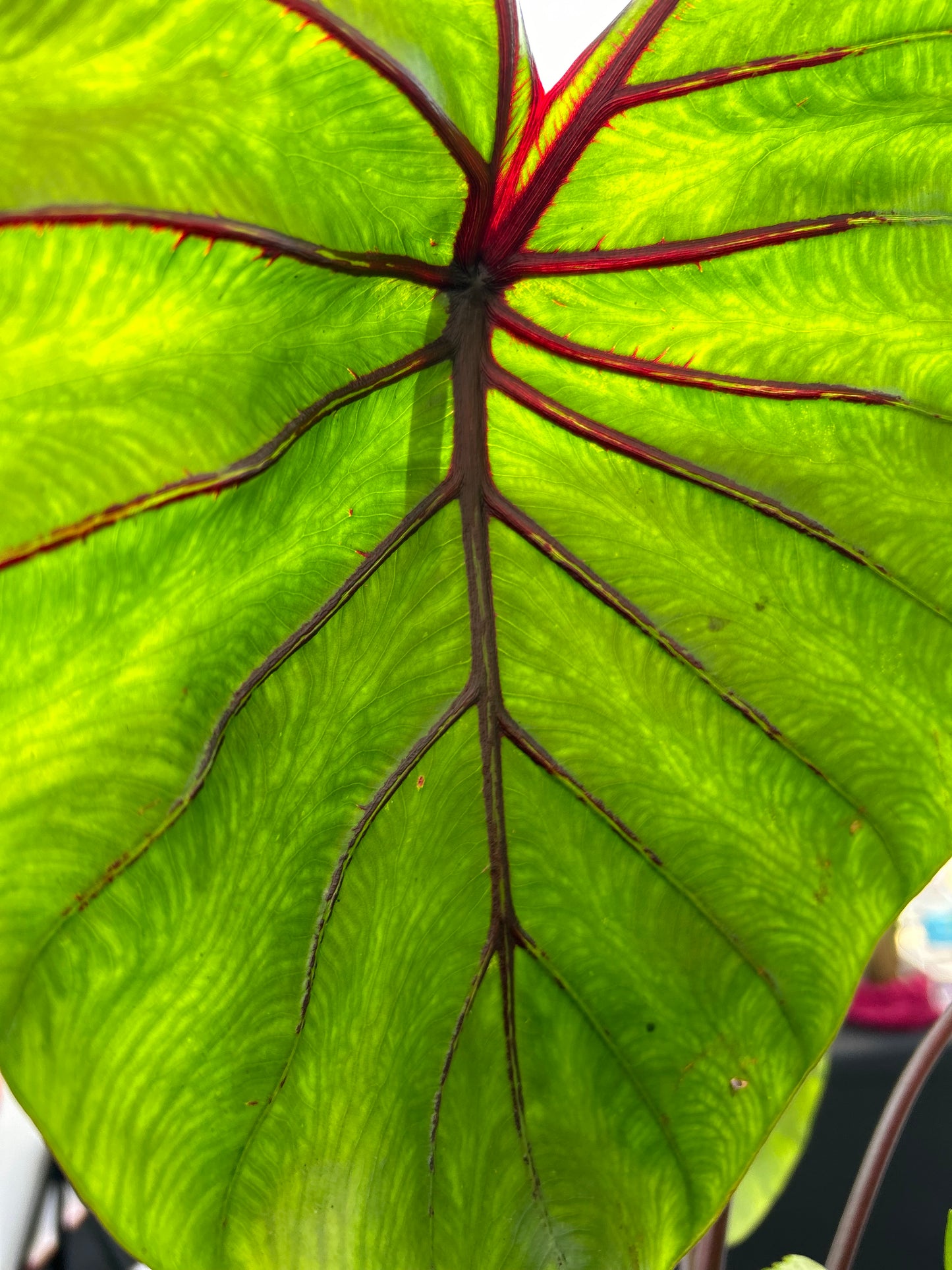 Colocasia Pharaoh's Mask