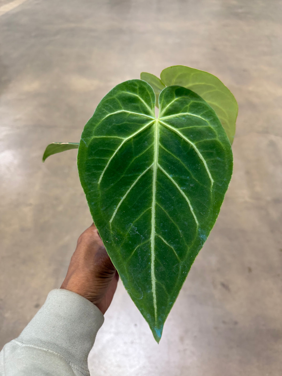 Anthurium 'Magnificum'