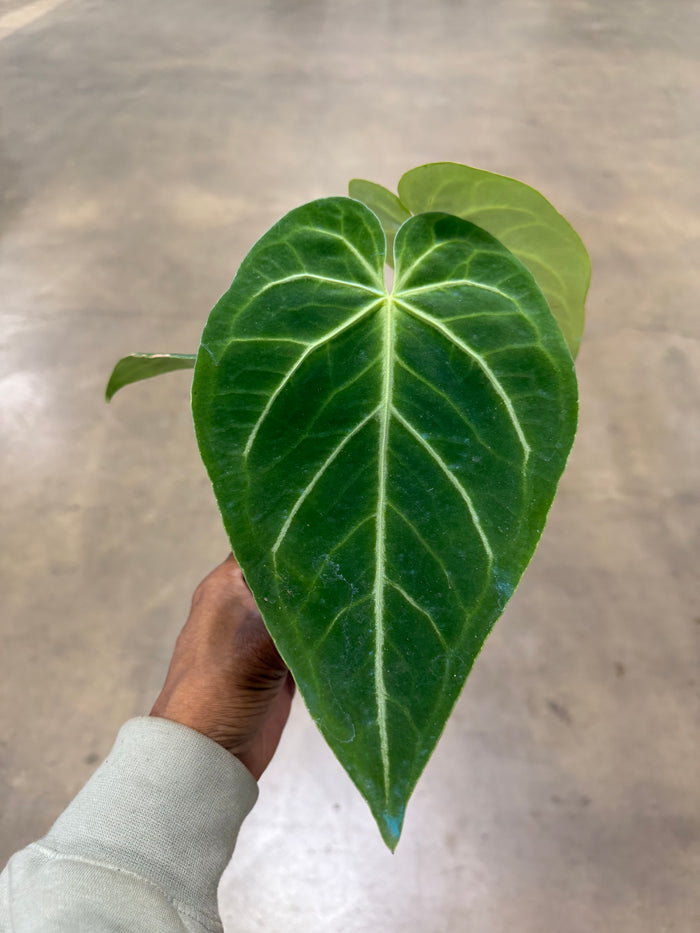 Anthurium 'Magnificum'