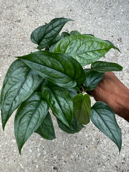 Monstera 'Siltepecana'